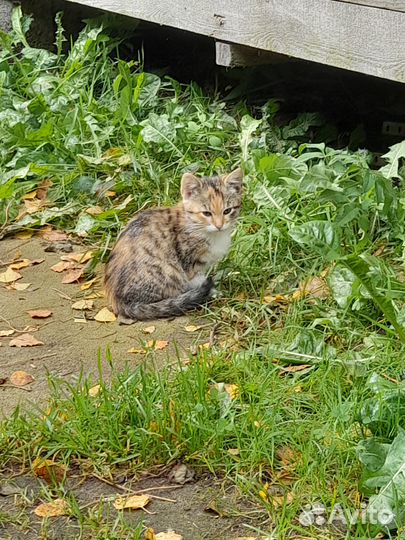 Котятки в добрые руки