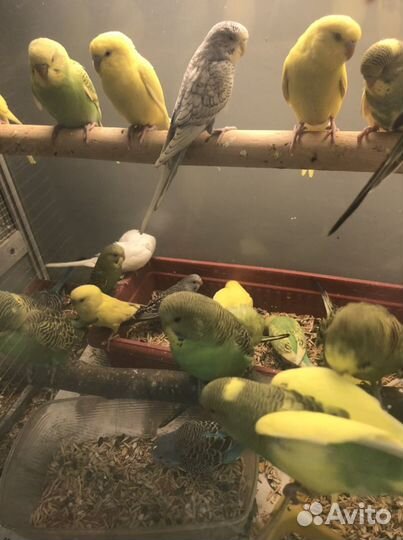 Говорящий попугай