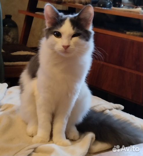 Кошка