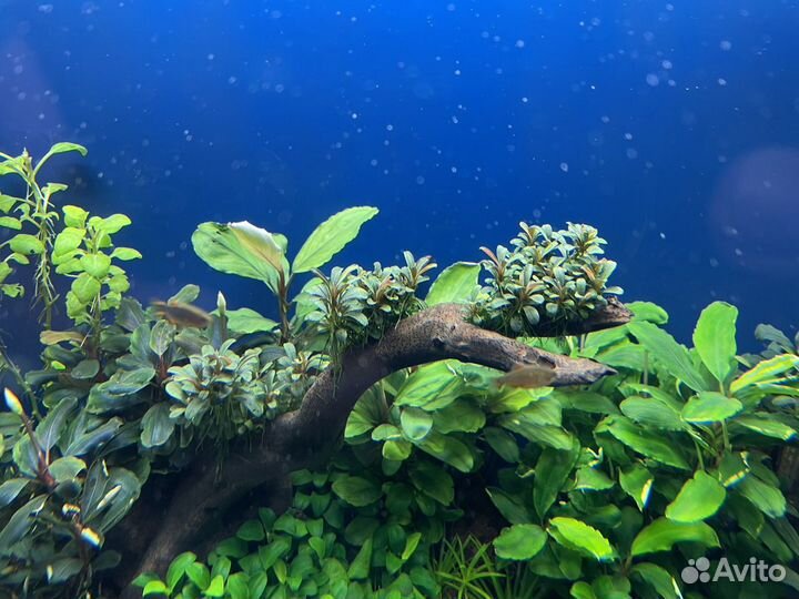 Буцефаландры