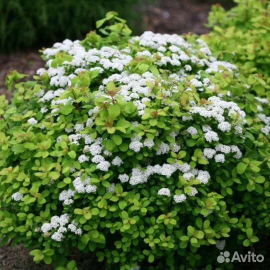 Спирея берёзолистная Голд Тор