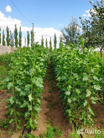 Тополь пирамидальный