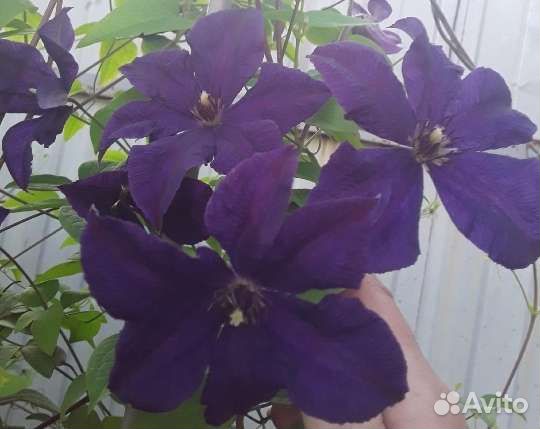 Клематисы,бадан,астра,жасмин