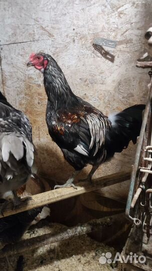 Петухи Амеркуана