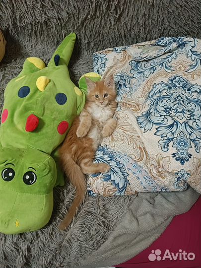 Кошка мейкун девочка