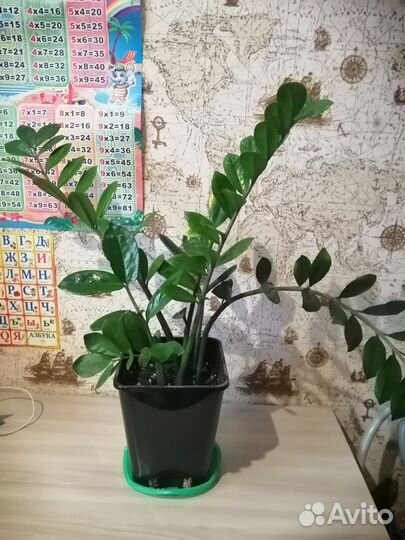 Замиокулькас