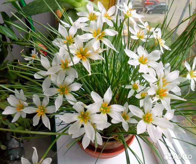 Цветок выскочка. Белый цв