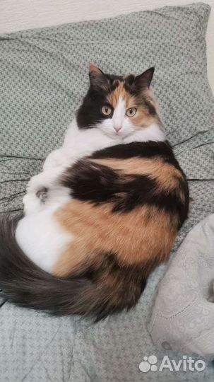 Передержка кошек