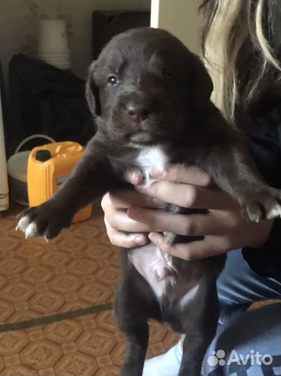 Отдам бесплатно щенков далматина