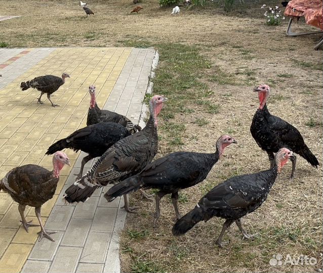 Индюшата домашние