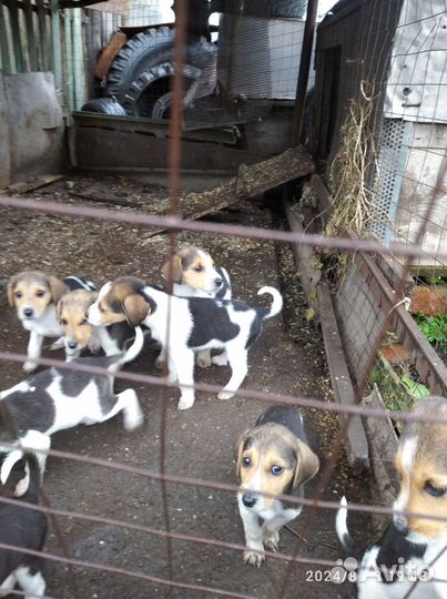 Щенки Русской Пегой гончей