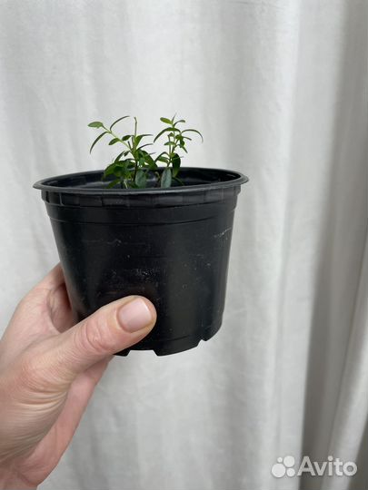 Комнатные цветы мирт