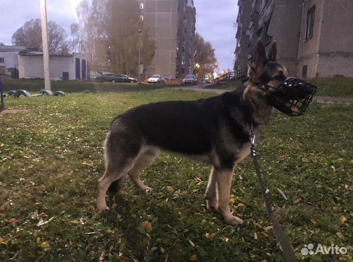 Вязка восточноевропейской овчарки