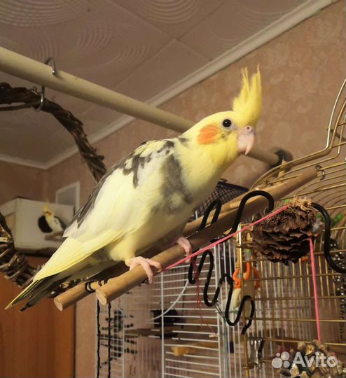 Попугай корелла птенец