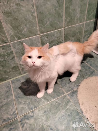 Кошка в дар