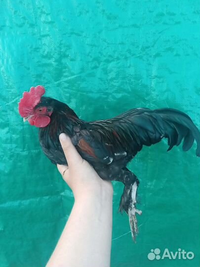 Курицы молодки бентамки