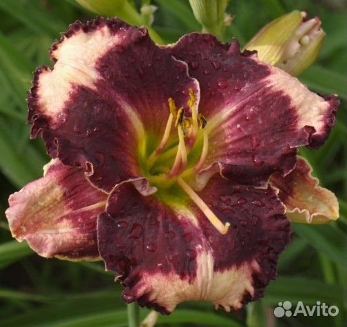 Лилейники сортовые