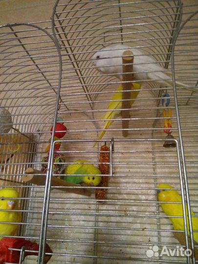 Домашние попугайчики