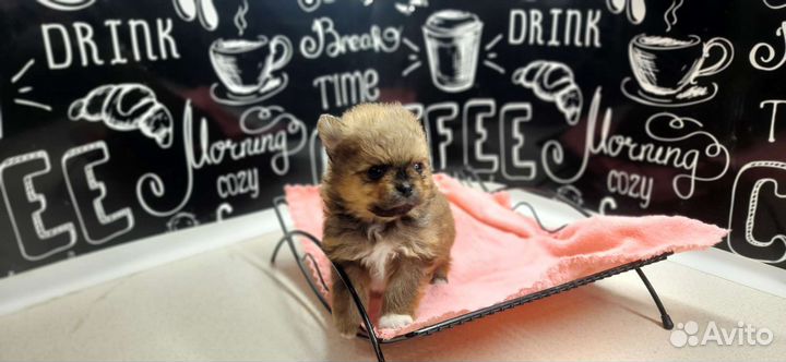 Щенки шпица