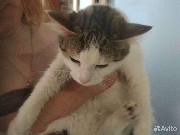 Кошка в дар