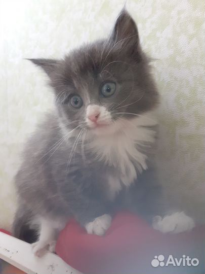 Отдам в добрые руки