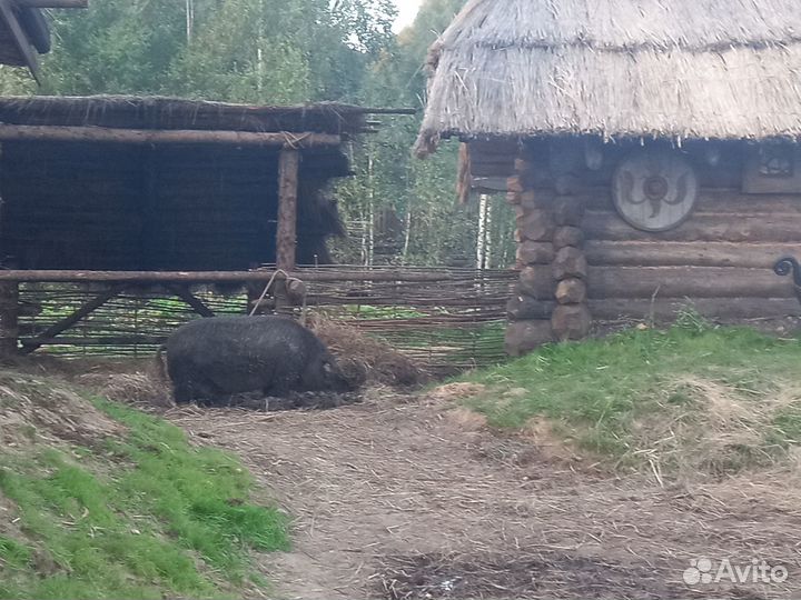 Продается венгерская мангалица, ласточка