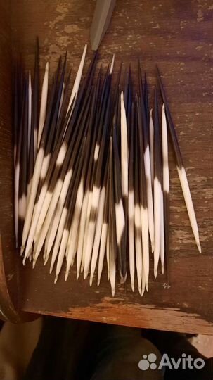 Иглы дикобраза