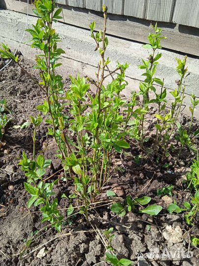 Смородина,мята, лук, цветы