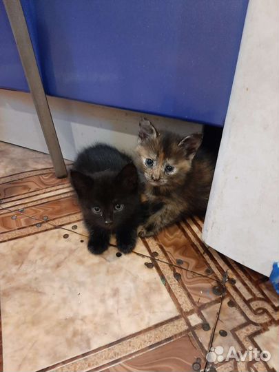 Котята