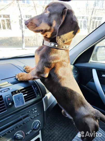 Вязка кобель такса