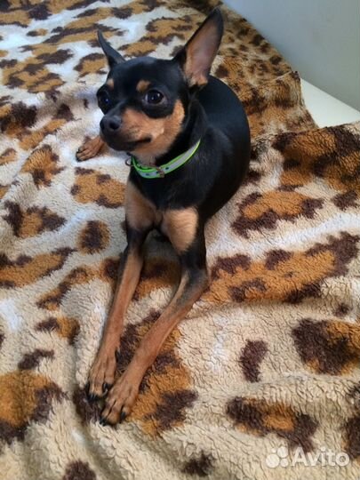 Приглашаем на вязку к Той-терьеру