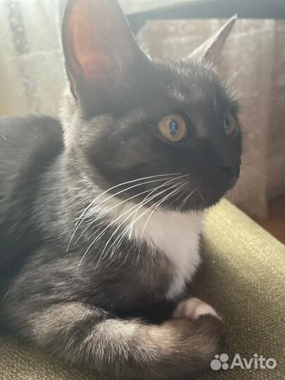 Шотландская кошка