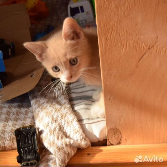 Котята в добрые руки