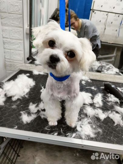 Грумер / Помощник грумера