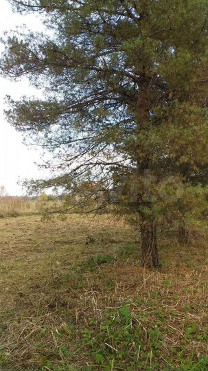 Участок 12 сот. (СНТ, ДНП)