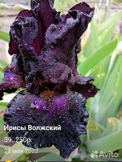 Ирисы сортовые