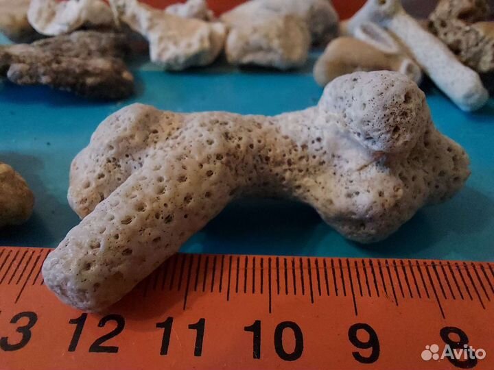 Коралловые рифы натуральные океанические