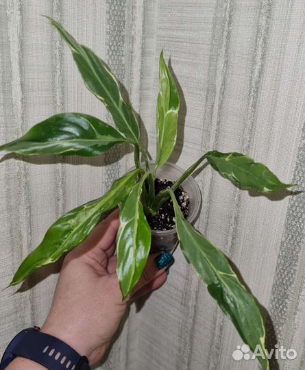 Спатифиллум Дели