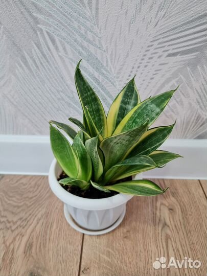 Сансевиерии