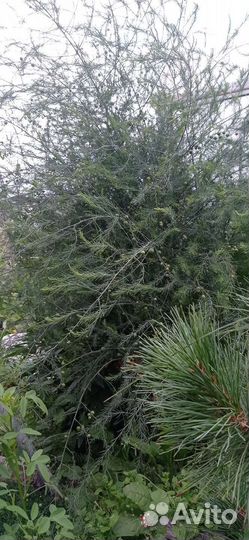 Спаржа, ëлочка для букета