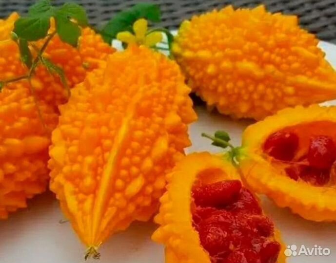 Рассада момордики (