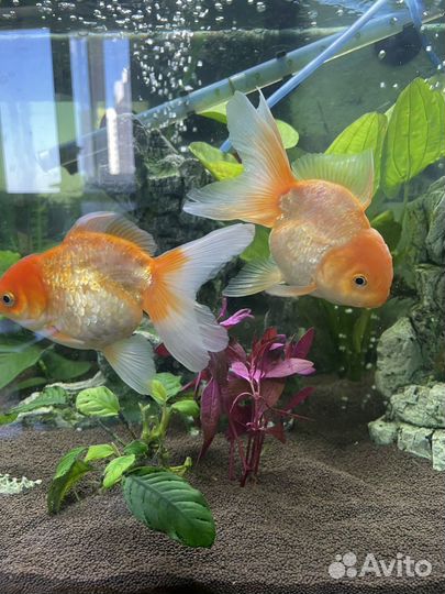 Рыбки золотые