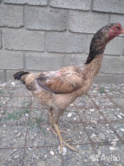 Бойцовые петухи