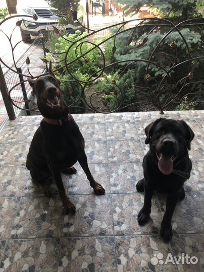 Гостиница для собак