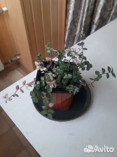 Каллизия Бьянка