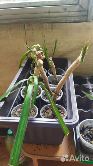 Комнатные цветы драцена