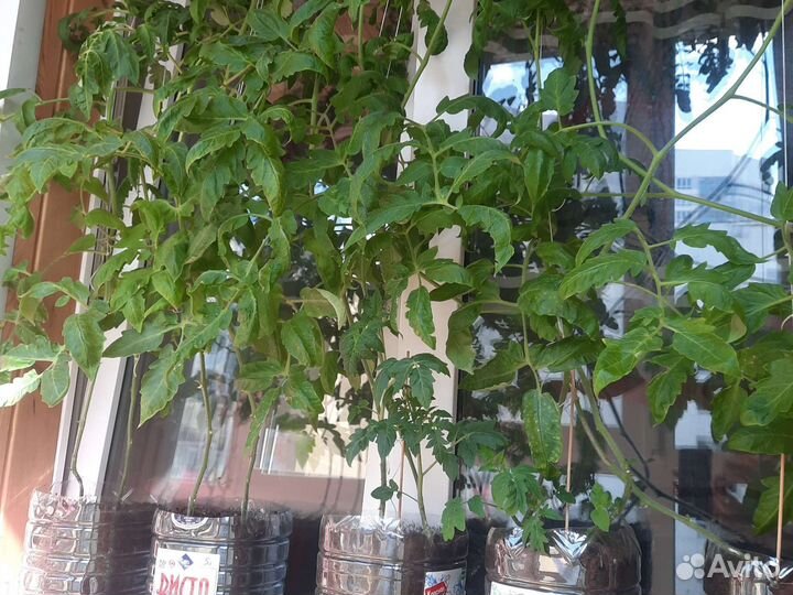 Рассада помидор