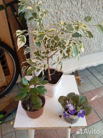 Цветы комнатные и огородные