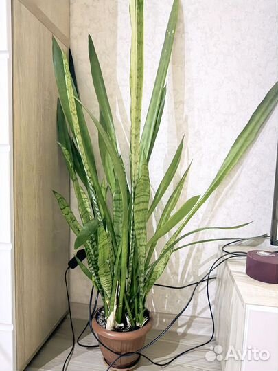 Сансивиерия