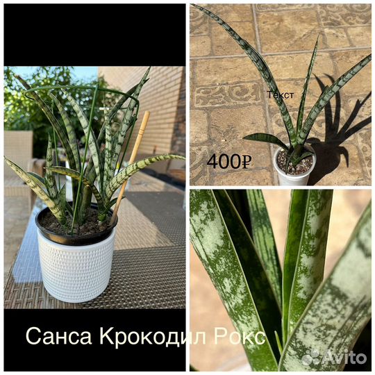 Растюшки от 150